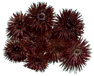 anemone