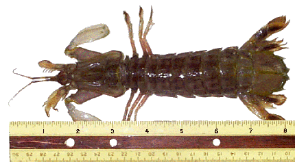 Measurement of our mantis shrimp