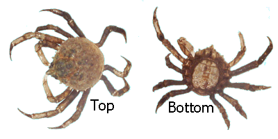 spider crab