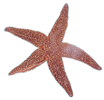 starfish