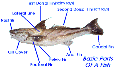Fish Id Parts