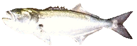 Bluefish