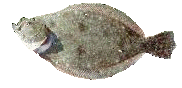 Summer Fluke