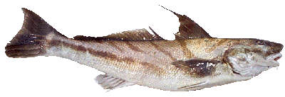 Kingfish