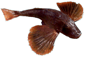 Searobin