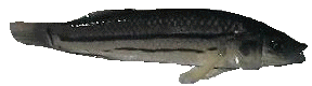 The female stiped killifish