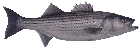 Striped Bass