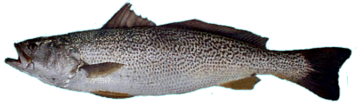 Weakfish