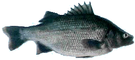 White Perch