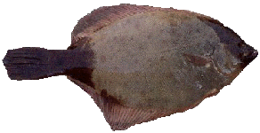 Winter Flounder