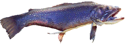 Trout
