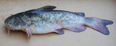 catfish