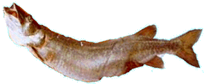 Musky