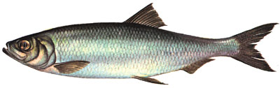 Atlantic Herring