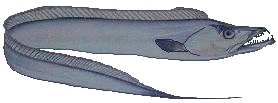 Cutlass