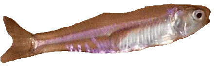 Anchovy