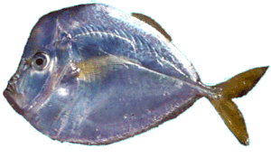 Moon fish