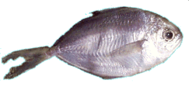 Butterfish