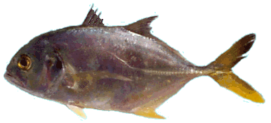 Crevalle Jack