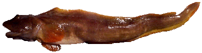Eelpout