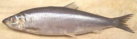 Blueback Herring