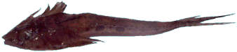 Monkfish