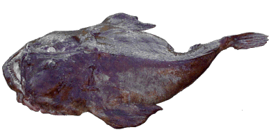 Monkfish