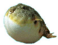 Northern Puffer