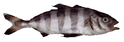Rudderfish