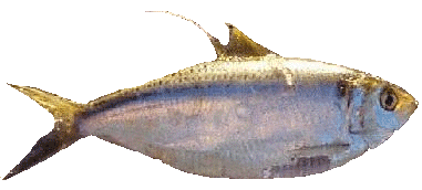 Thread Herring