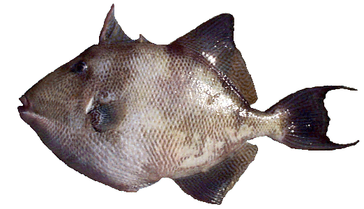 Triggerfish
