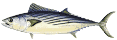 Bonito/Bonita