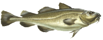 Codfish