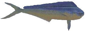 Female Dolphin