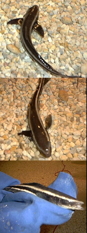 Juvenile Cobia