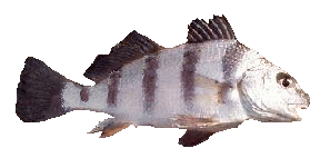 Baby Black Drum