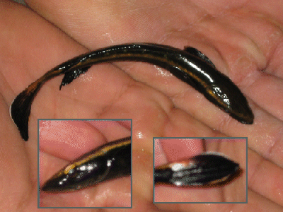 Juvenile Cobia