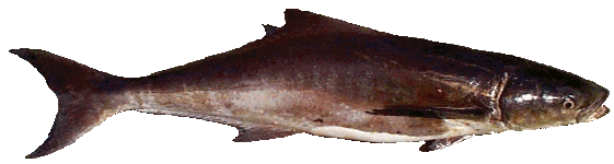 Cobia
