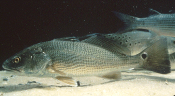 Red Drum Photo