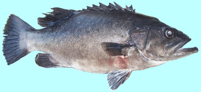 wreckfish