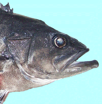wreckfish headshot