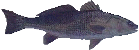Red Drum
