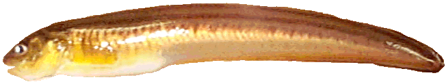CuskEel