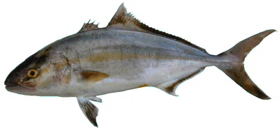 Greater Amberjack