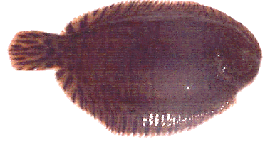 Hogchoker