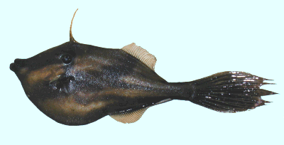 Orange Filefish