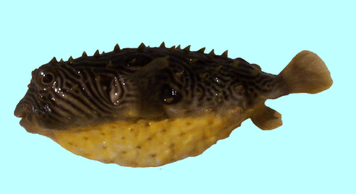 striped burrfish, spiney boxfish