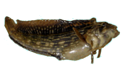 Striped Blenny