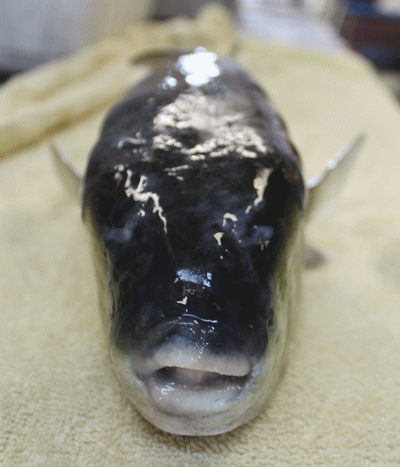 Smoothback Puffer Face
