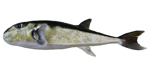 Smoothback Puffer